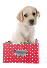 Image showing puppy labrador retriever in box