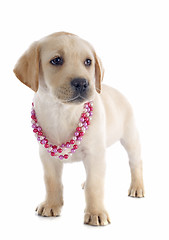 Image showing puppy labrador retriever