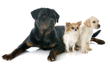 Image showing three dogs