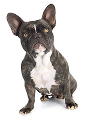 Image showing french bulldog 