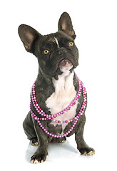 Image showing french bulldog 