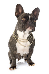 Image showing french bulldog 