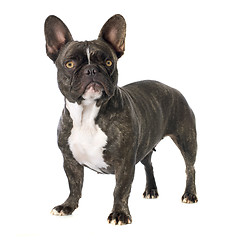 Image showing french bulldog 