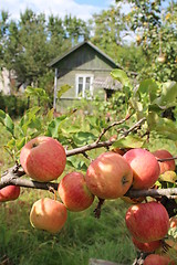 Image showing very tasty and ripe apples