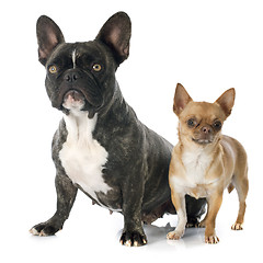 Image showing french bulldog and chihuahua