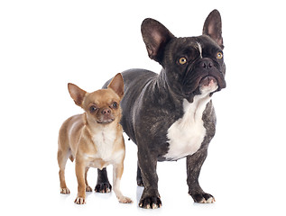 Image showing french bulldog and chihuahua