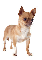 Image showing chihuahua