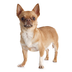 Image showing chihuahua