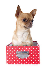 Image showing chihuahua in box