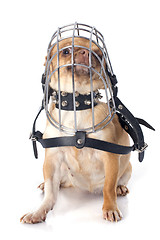 Image showing chihuahua in muzzle