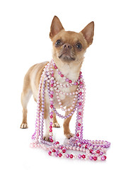 Image showing chihuahua and collars