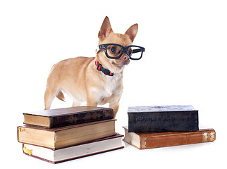 Image showing chihuahua and glasses