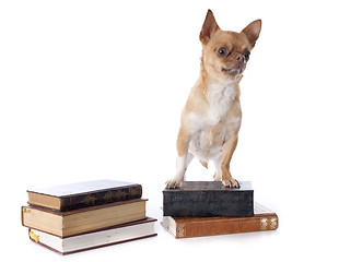 Image showing chihuahua and books