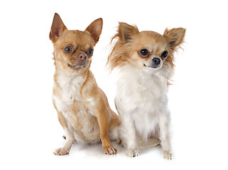 Image showing chihuahuas