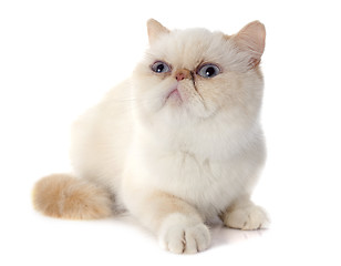 Image showing exotic shorthair cat