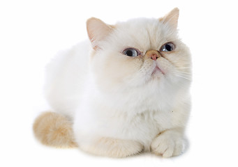 Image showing exotic shorthair cat