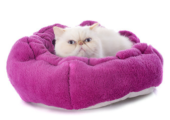 Image showing exotic shorthair cat