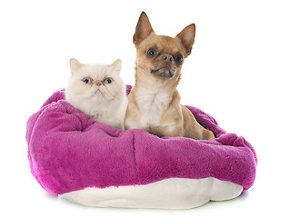 Image showing exotic shorthair cat and chihuahua