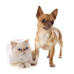 Image showing exotic shorthair cat and chihuahua