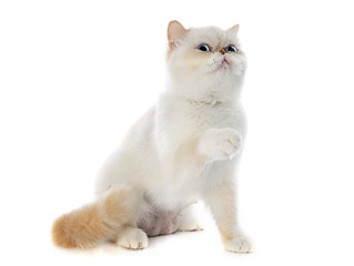 Image showing exotic shorthair cat