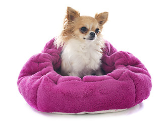 Image showing chihuahua in cushion