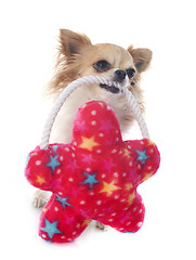 Image showing chihuahua and toy