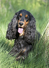 Image showing english cocker