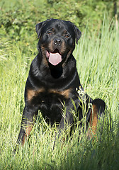 Image showing rottweiler