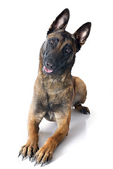 Image showing malinois