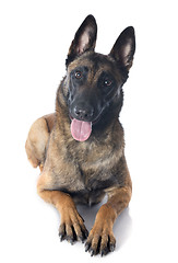 Image showing malinois