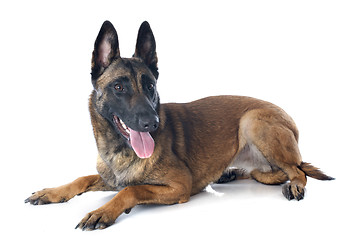 Image showing malinois