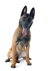 Image showing malinois