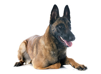 Image showing malinois