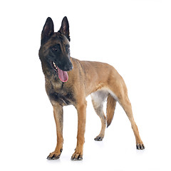 Image showing malinois