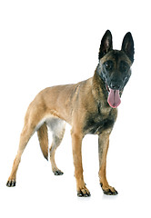 Image showing malinois