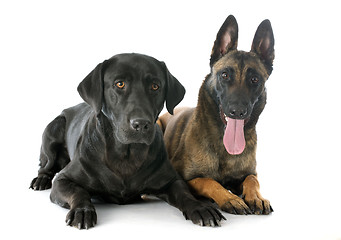 Image showing malinois and labrador retriever