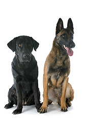 Image showing malinois and labrador retriever