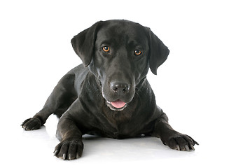 Image showing labrador retriever