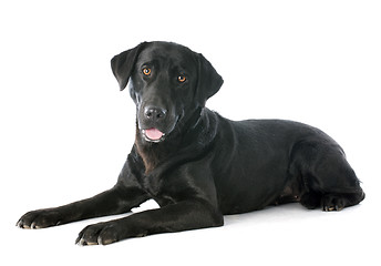 Image showing labrador retriever