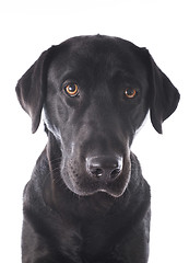 Image showing labrador retriever