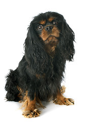 Image showing cavalier king charles