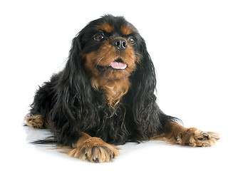 Image showing cavalier king charles