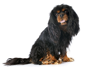 Image showing cavalier king charles