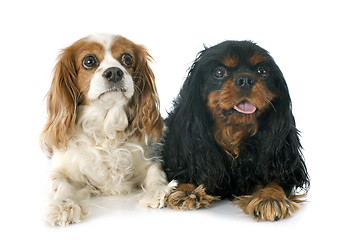 Image showing two cavalier king charles