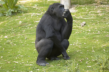 Image showing Lowland Gorilla