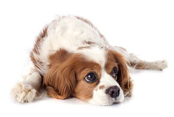 Image showing cavalier king charles