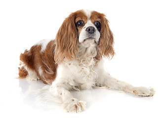 Image showing cavalier king charles