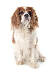 Image showing cavalier king charles