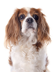 Image showing cavalier king charles