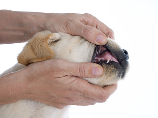 Image showing teeth of puppy 